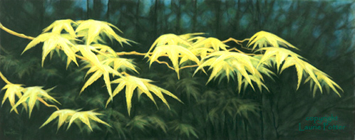 Laurie Potter, Japanese Maple. 