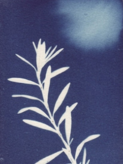 Jeanne Guerin-Daley, Friendship Sprig, cyanotype