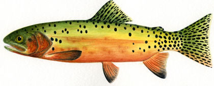 Bruce L. Bunch, Greenback Cutthroat Trout. Watercolor.
