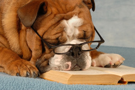 bulldog reading
