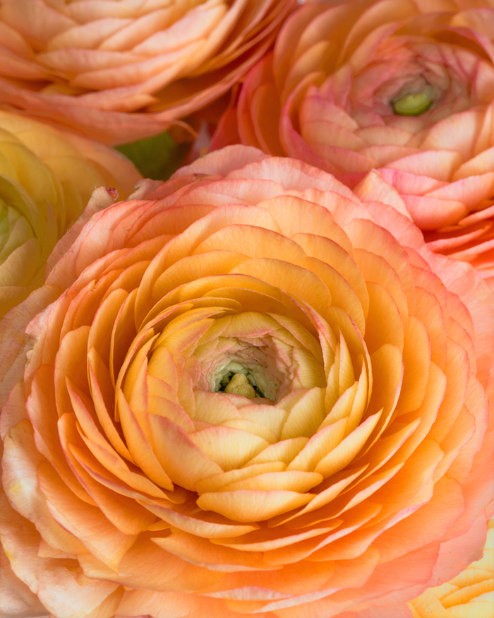 ©Patty Hankins, Peach Ranunculus. Photograph. Used with permission. 