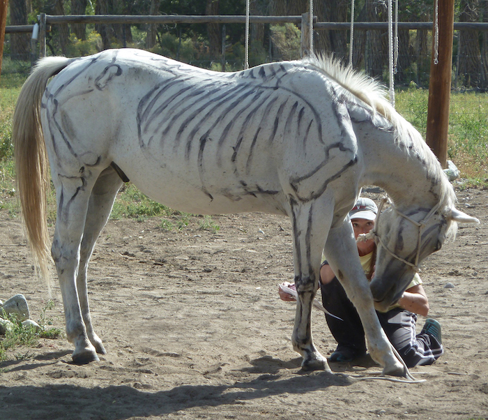 Jill Soukup preparing for annual painting horses workshop | on Art Biz Success