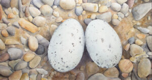 Watercolor painting guillemot eggs artist Maria Coryell Martin | on Art Biz Success
