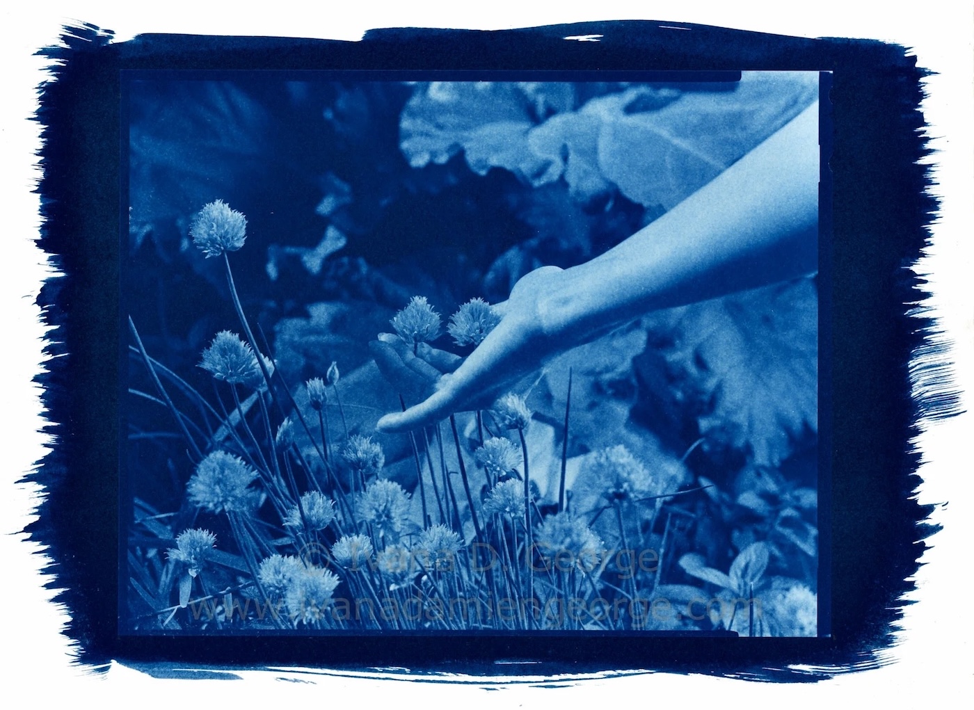 Ivana Damien George cyanotype