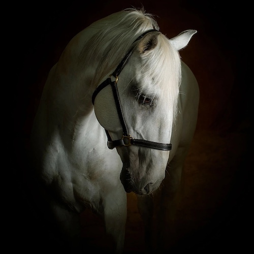 Photograph of a white horse by Nathalie Todd